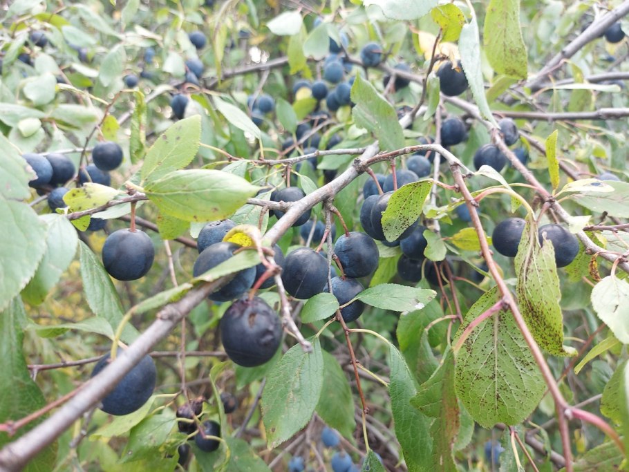 СВГ Желтоплодный форум