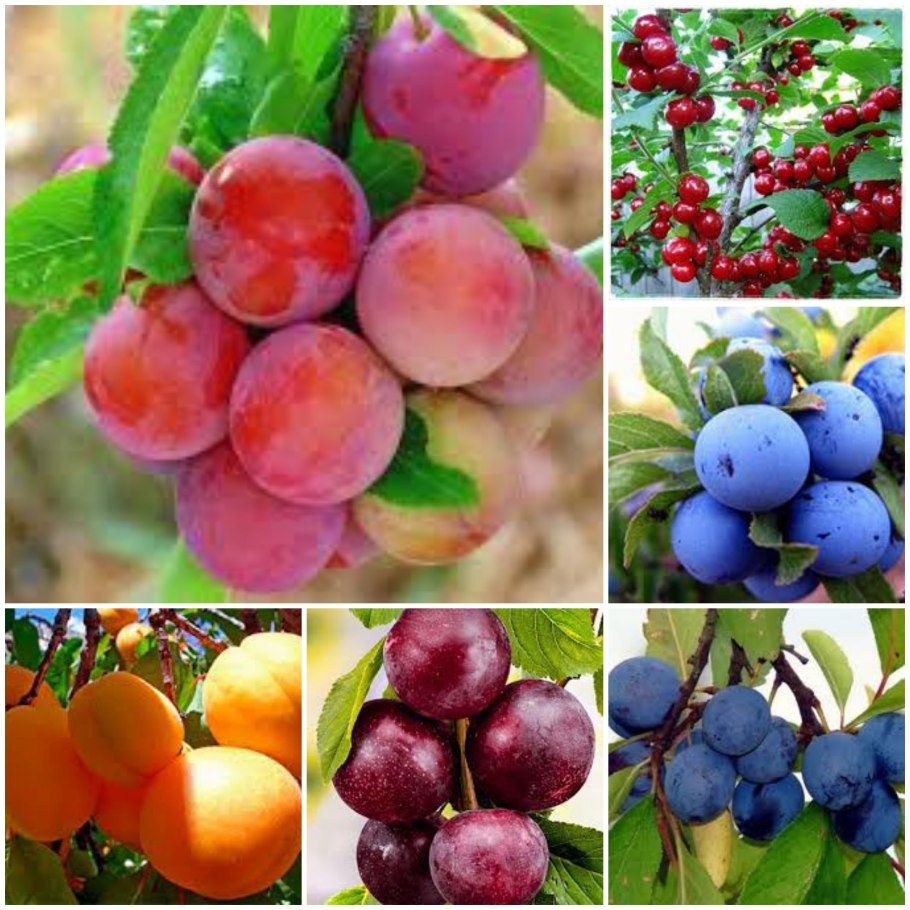 Слива колючая зимой