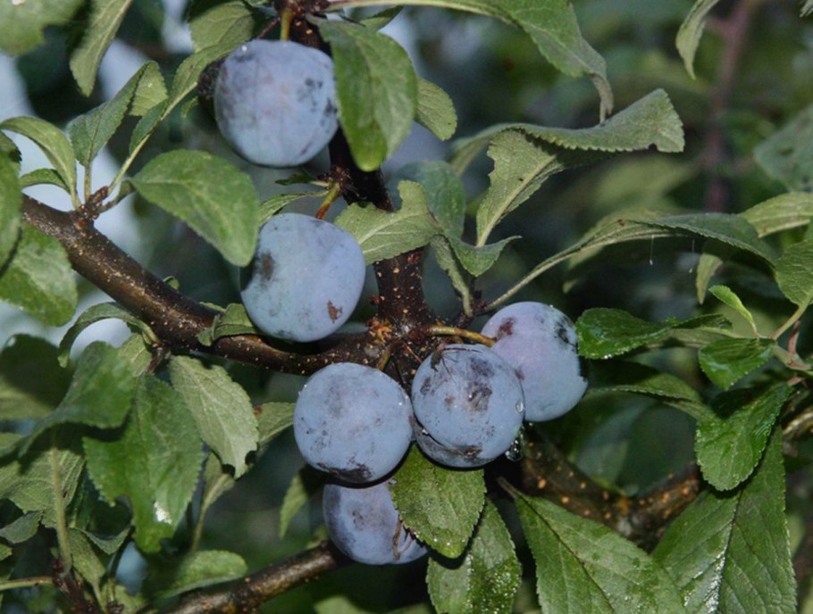 Терновник колючий кустарник