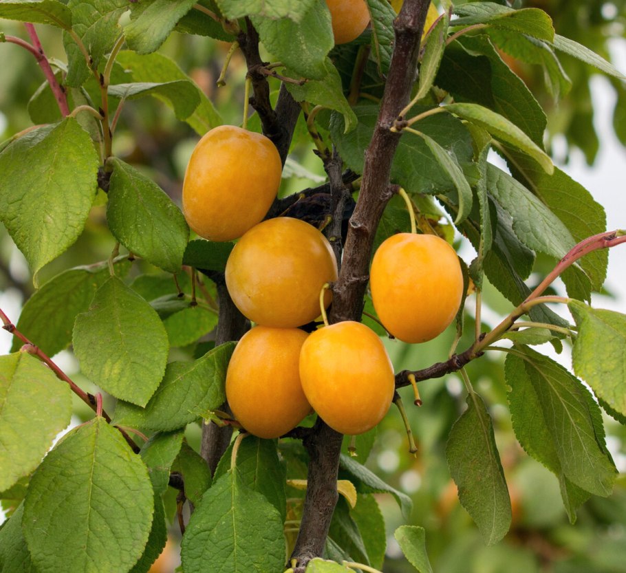 Терн (Prunus spinosa)