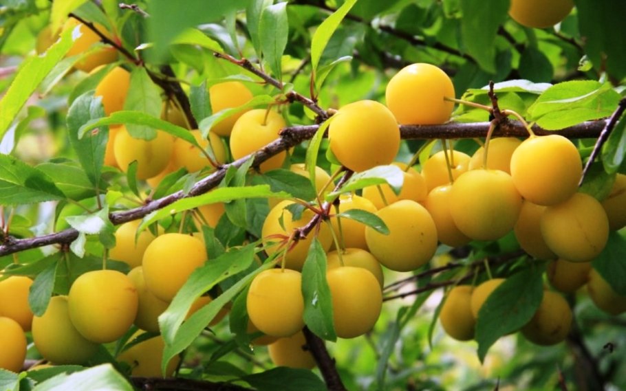 Ренклод Тамбовский