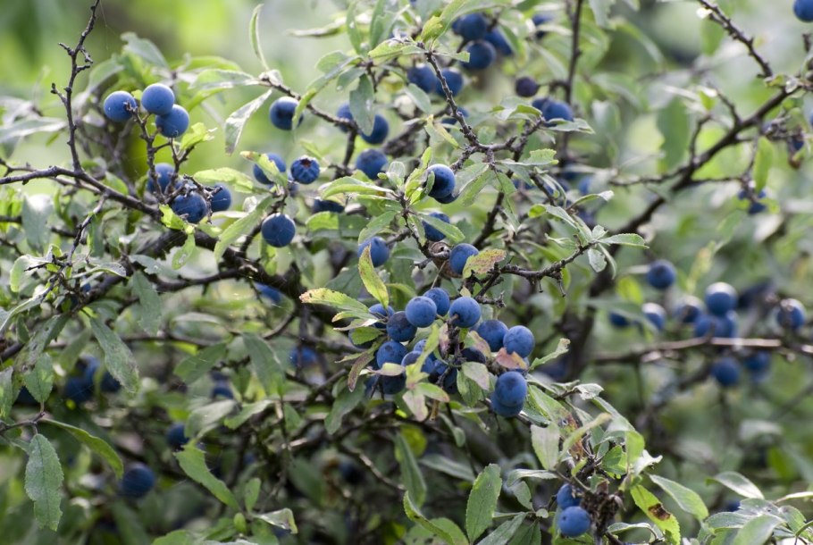 Алыча плодовое дерево