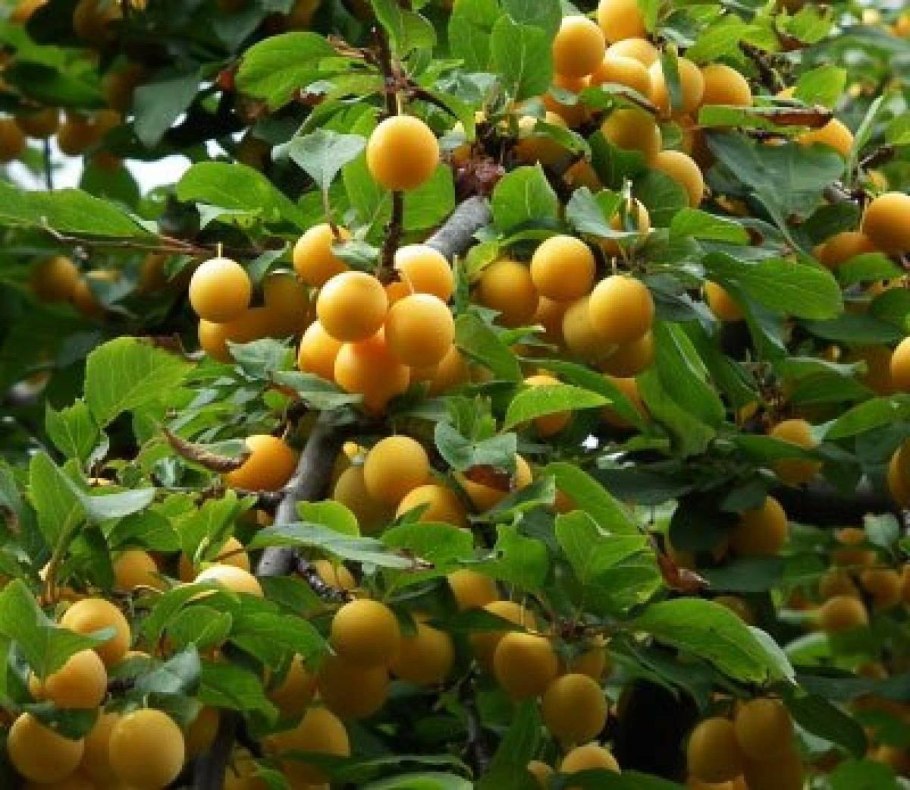 Терновник Prunus spinosa