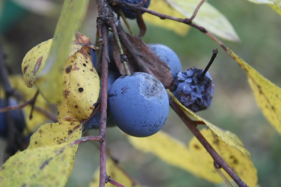 Канадский терен жёлтый
