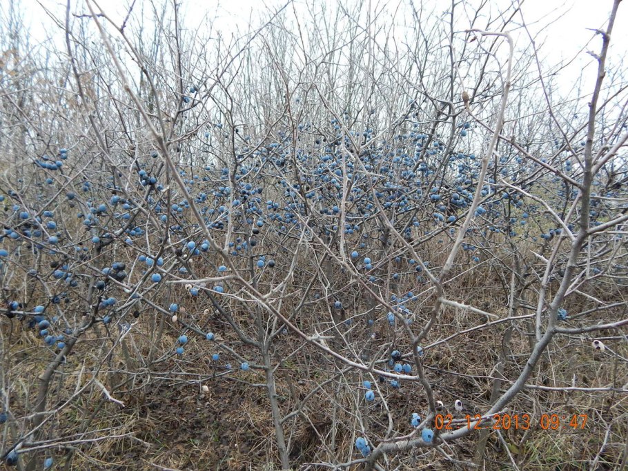 Слива Богатырская дерево