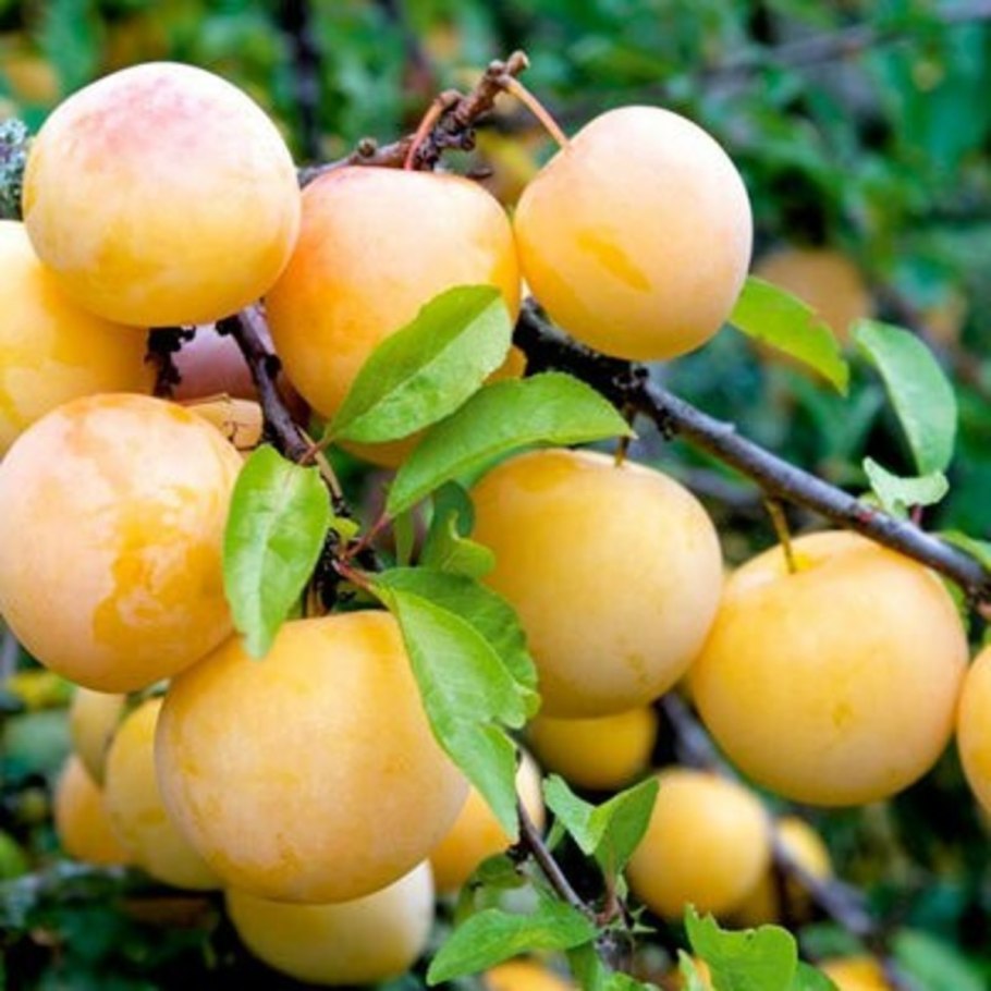 Вишня Песчаная Омская ночка