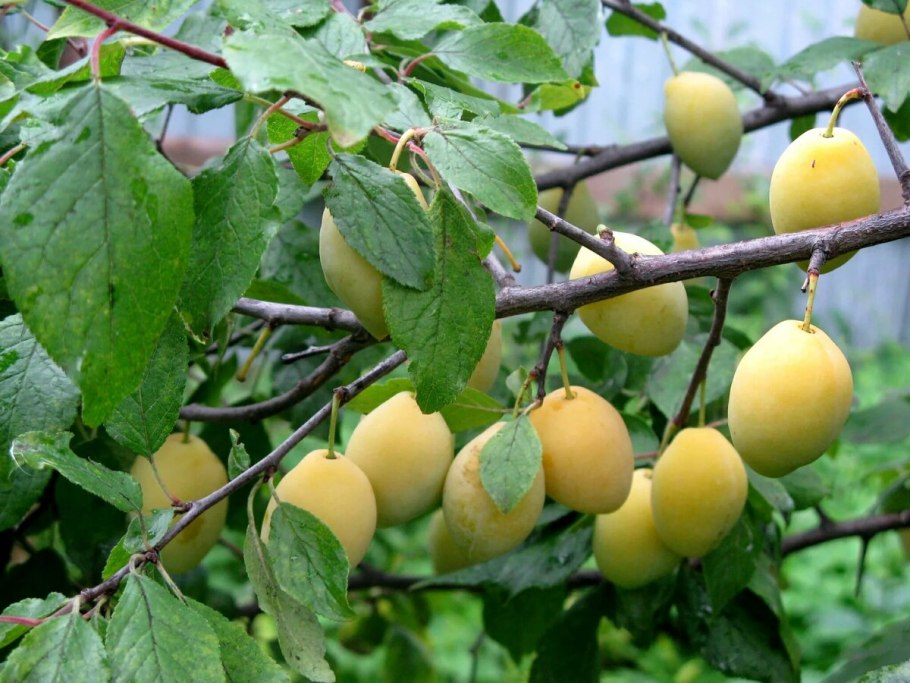 Алыча Ренклод Колхозный