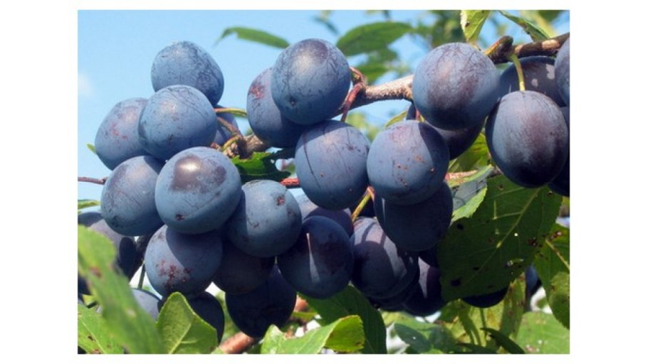 Prunus spinosa цветение