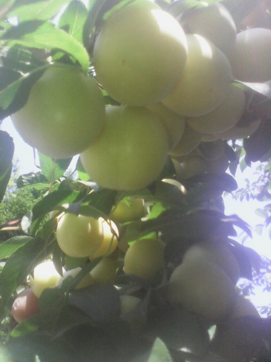 Слива сорт Светлячок