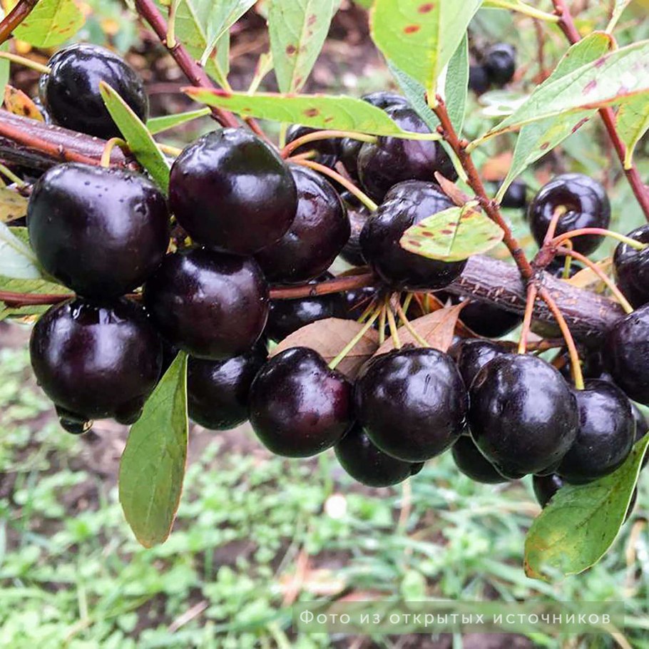 Слива колючая, Терн - Prunus spinosa дерево