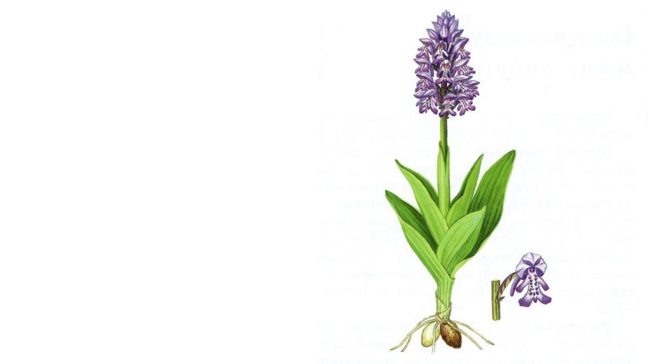 Ятрышник шлемоносный корень