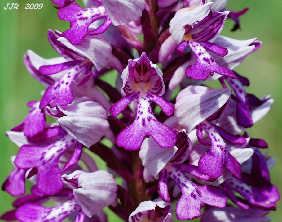 Ятрышник шлемоносный (Orchis militaris),
