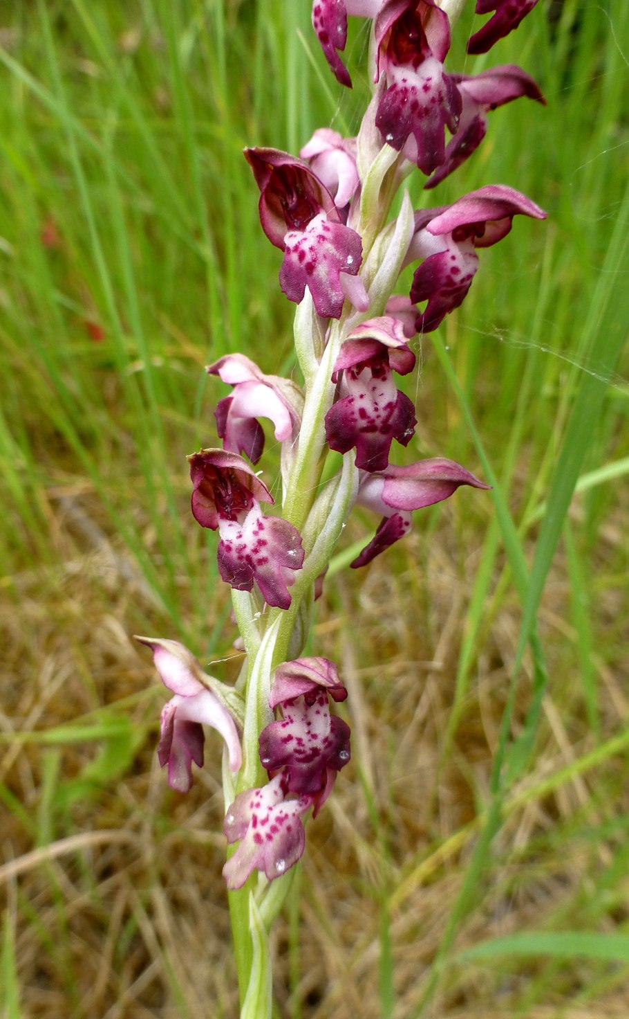 Северная Орхидея ятрышник пятнистый