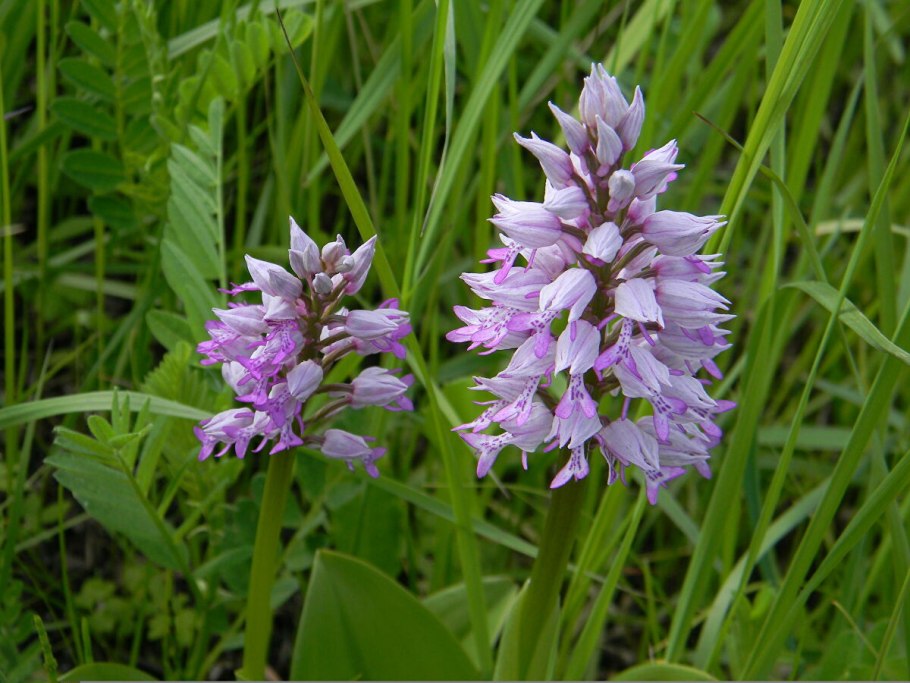 Пальчатокоренник мясокрасный