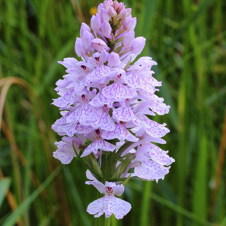 Ятрышник пальчатокоренник