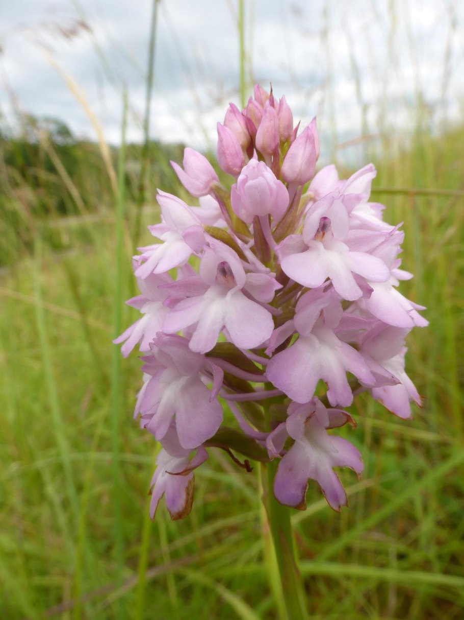 Anacamptis pyramidalis