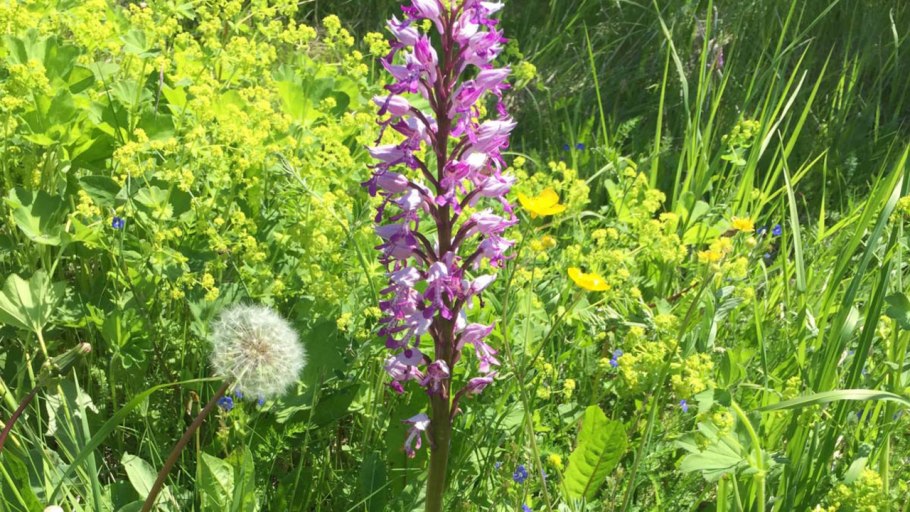 Ятрышник точечный