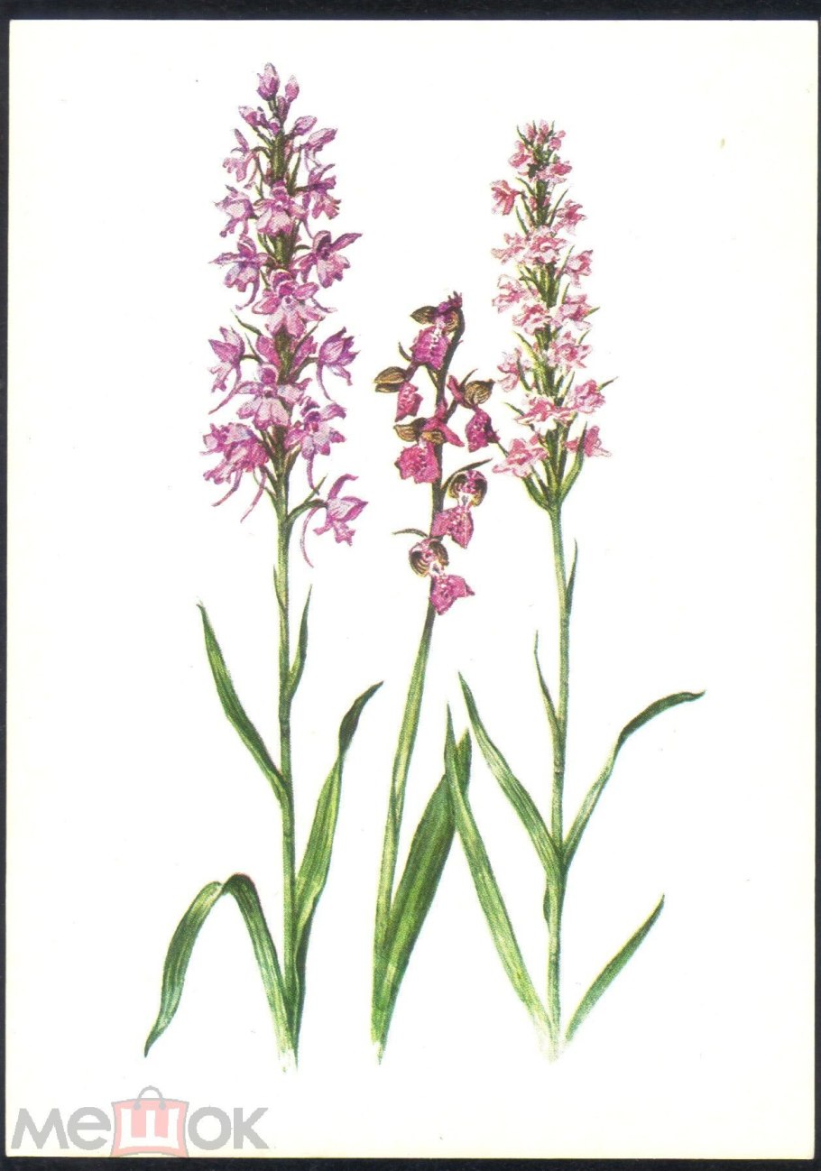 Ятрышник обожженный Orchis ustulata