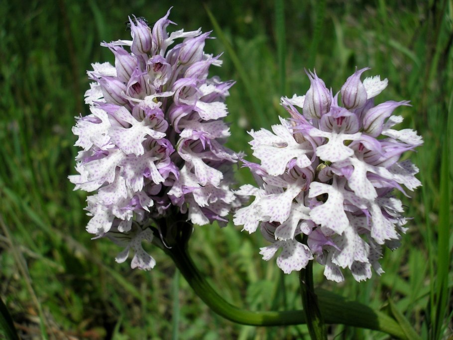 Ятрышник Пальчатокоренник