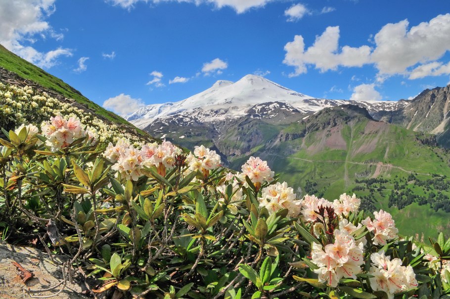 Рододендрон Архыз