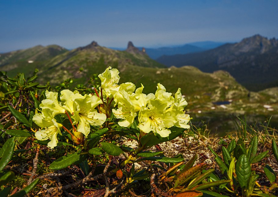 Азалия/рододендрон «золотистый»