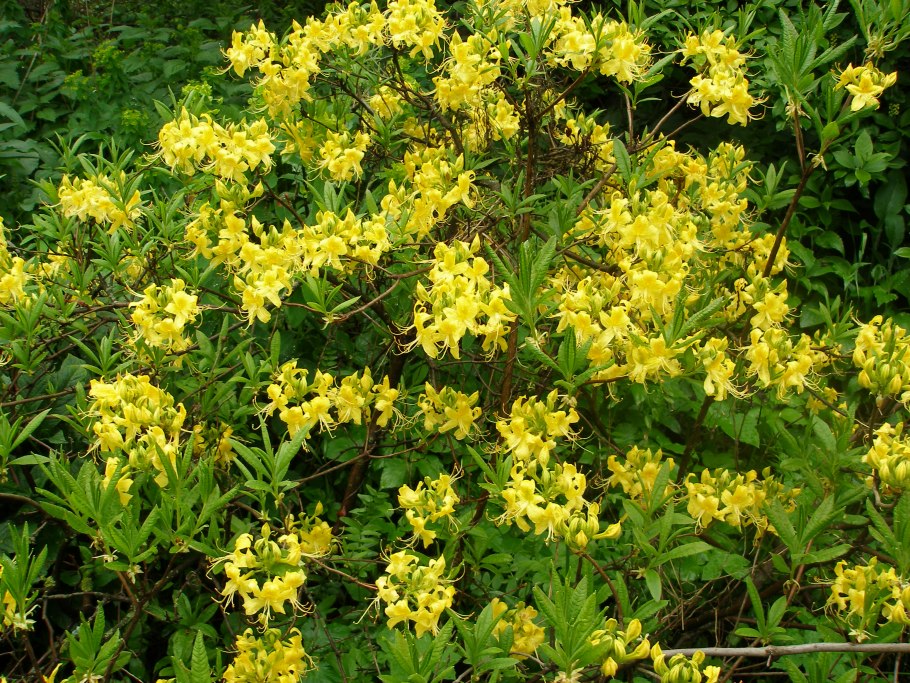 Рододендрон Адамса