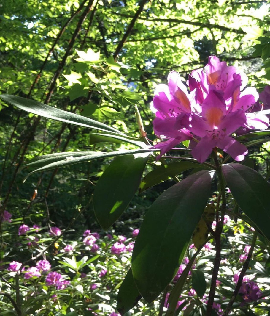 Рододендрон Сайга Дайлян