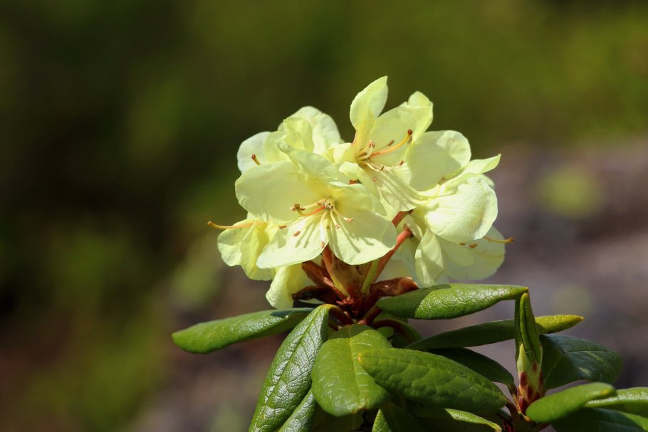 Рододендрон золотистый rhododendron aureum