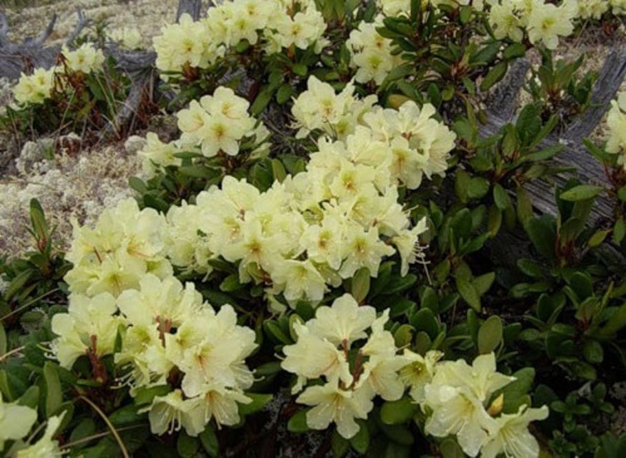 Рододендрон кавказский красная Поляна