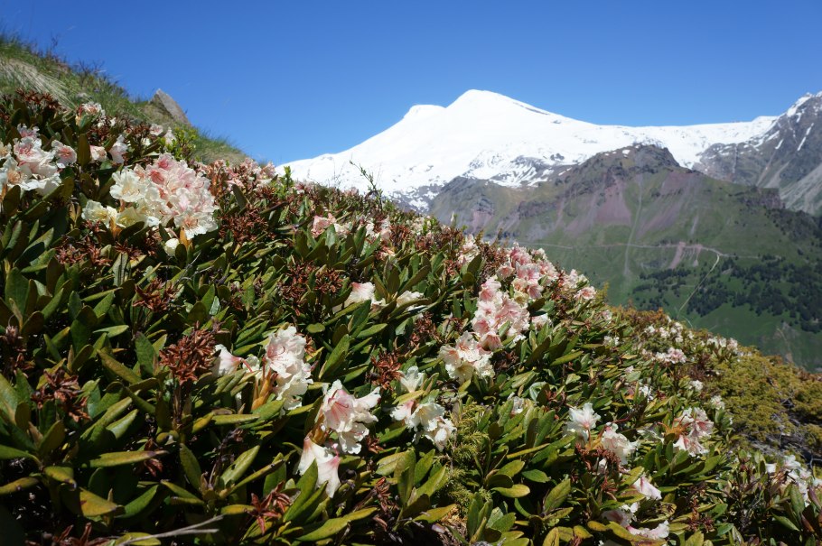 Рододендрон золотистый Rhododendron Aureum