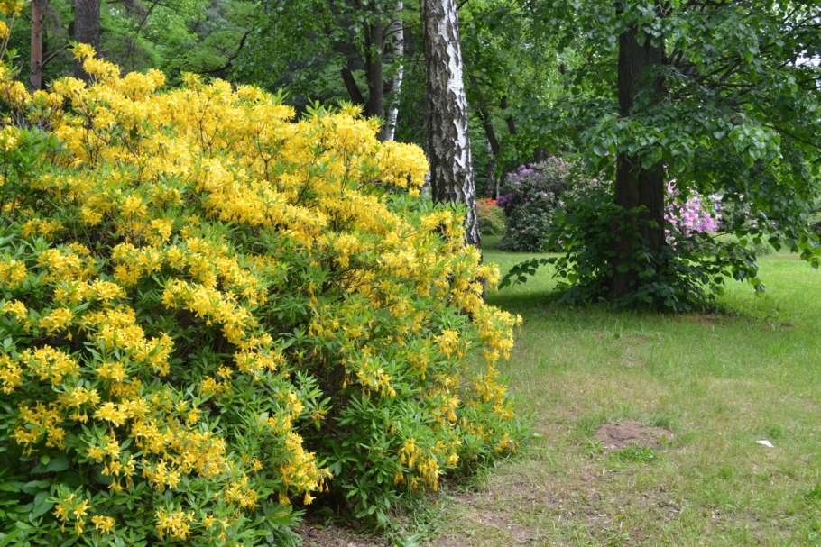 Рододендрон Архыз