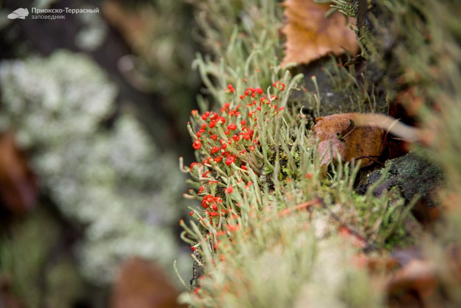 Чемерица чёрная