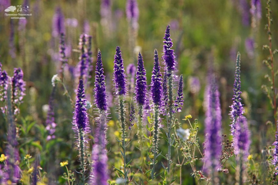 Вероника Седая