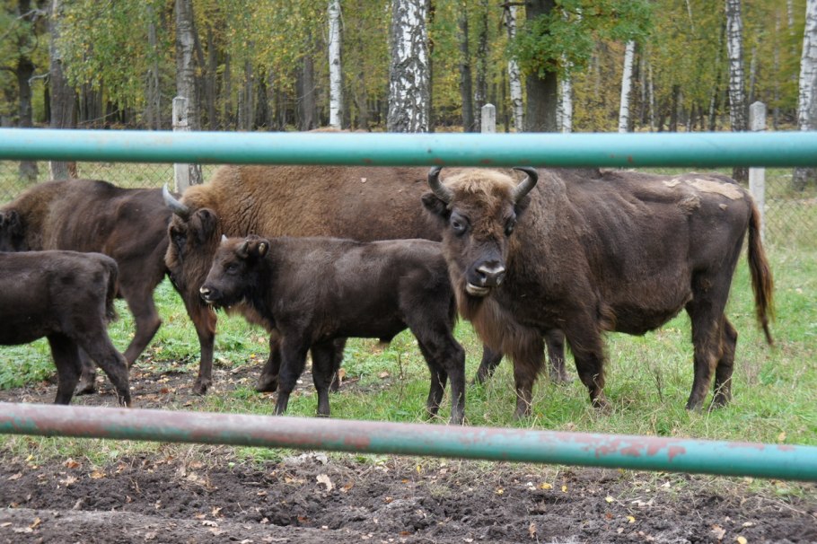 Приокско-Террасный биосферный резерват
