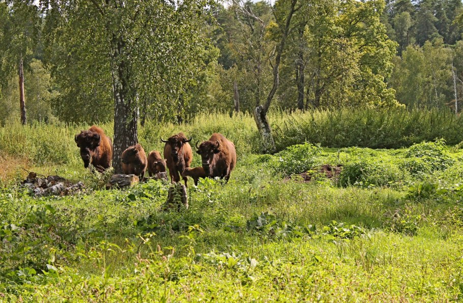 Приокско-Террасный заповедник Лось