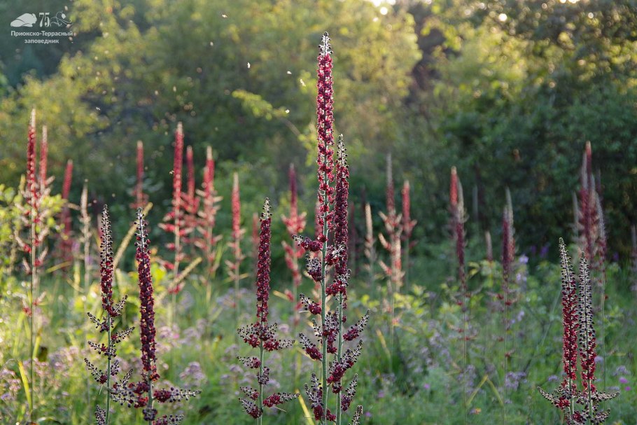Степная Флора Приокско террасного заповедника