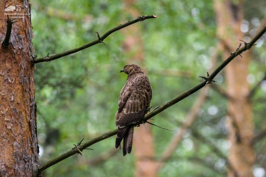 Приокско-Террасный заповедник природоохранная зона в России