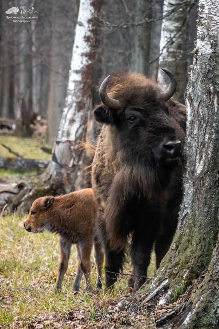 Подъельник обыкновенный