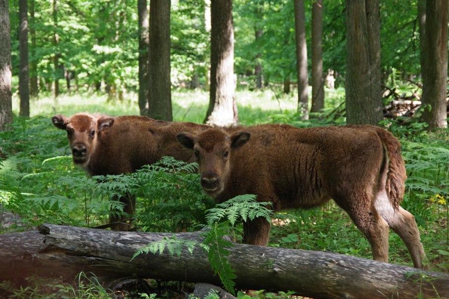 Окский заповедник Серпухов зубры