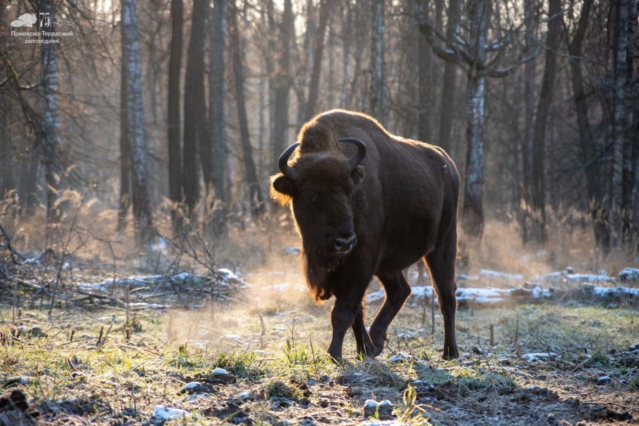 Приокско Террасный заповедник Родниковая Поляна