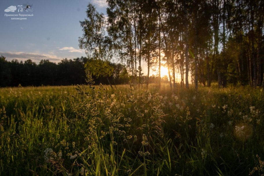 Приокско-Террасный заповедник лес