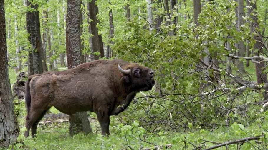 Зубры в Лисино-корпусе