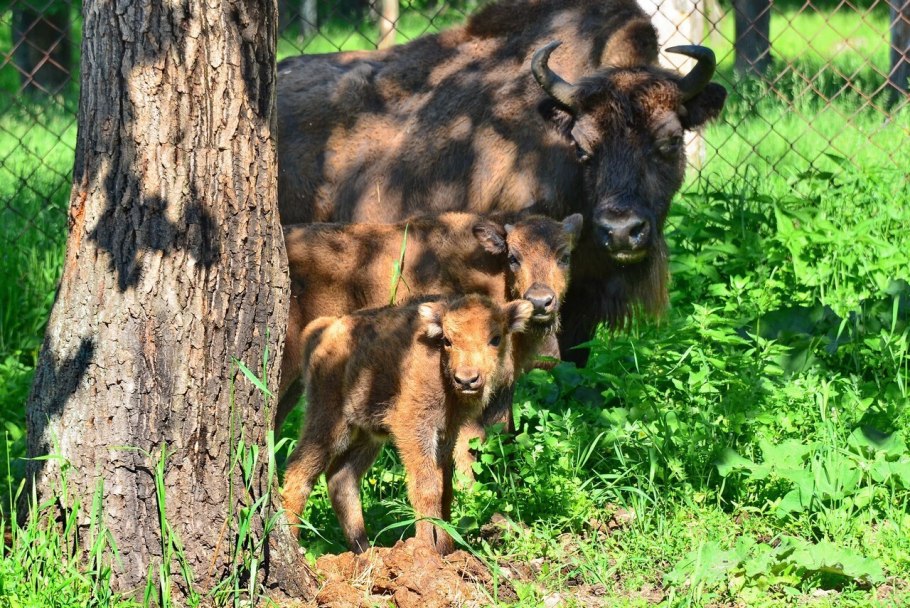 Приокско террасный заповедник зубры