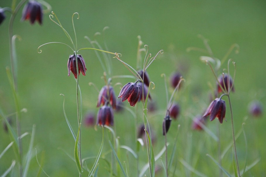 Рябчик русский Fritillaria ruthenica