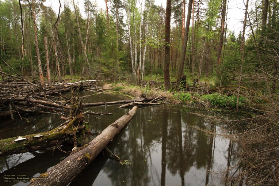 Приокско-Террасный заповедник площадь