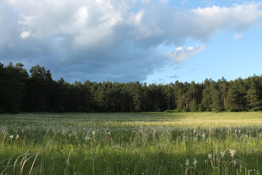 Степной тюльпан Биберштейна