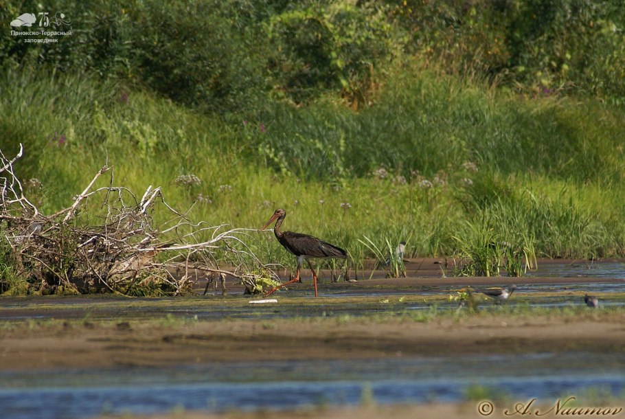 Приокско террасный заповедник птицы