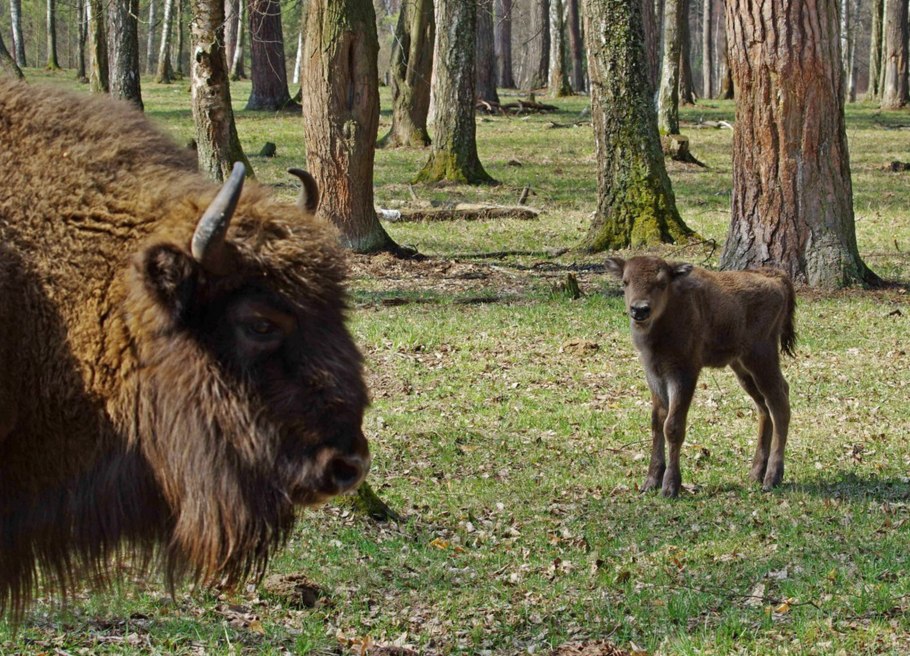 Северная Ирландия благородный олень
