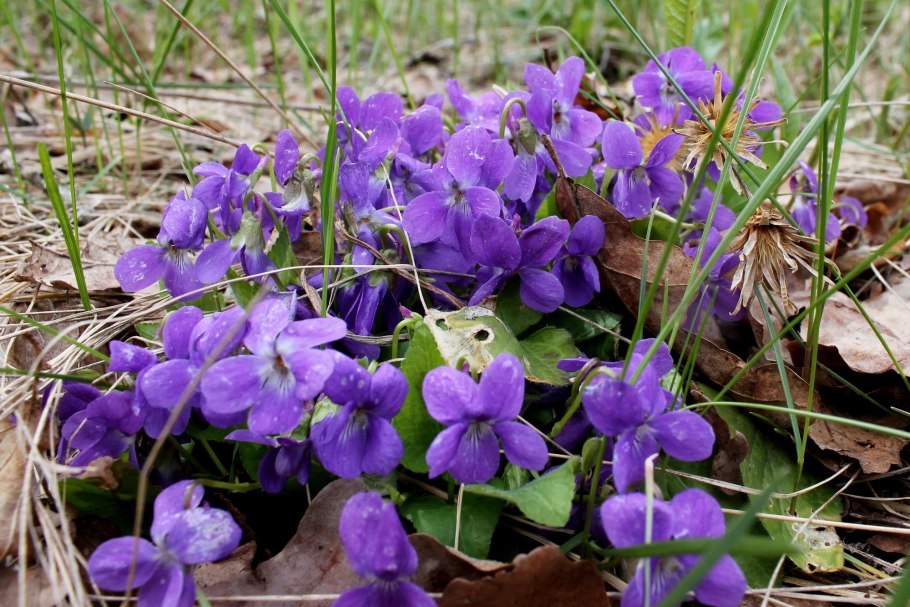 Флора Окского заповедника