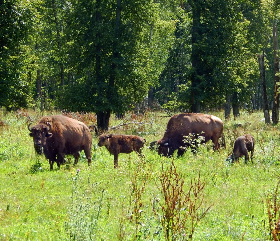 Воронежский Приок ко Террасный заповедник